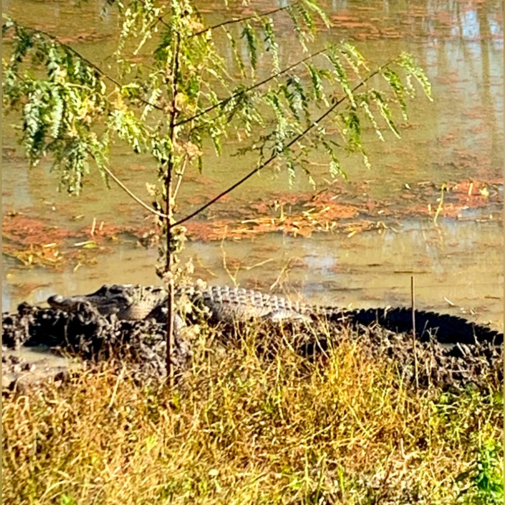 Meet your Posher, Miriam